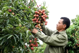 Thu hoạch vải thiều. (Ảnh: Vũ Sinh/TTXVN)