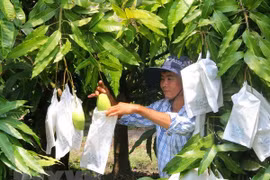 Nhà vườn bọc quả xoài cát Hòa Lộc để tránh sâu bệnh, giúp vỏ quả có màu trắng xanh đẹp mắt. (Ảnh: Xuân Dự/TTXVN)