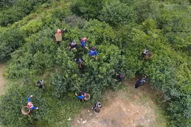 Người dân xã Túng Sán, huyện Hoàng Su Phì (Hà Giang) thu hái chè shan tuyết. (Ảnh: Nguyễn Chiến/TTXVN)