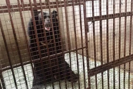 Chuyên gia cứu hộ của Four Paws Viet dùng mật ong dụ gấu tự bước vào cũi vận chuyển mà không phải gây mê. (Ảnh: Nguyễn Văn Việt/TTXVN)