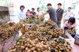 Nhãn tươi chính thức được xuất khẩu sang thị trường Australia. (Nguồn: TTXVN)