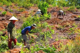 Ảnh minh họa. (Nguồn: TTXVN)