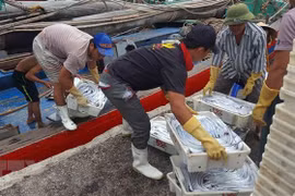 Ngư dân Nghệ An đánh bắt cá hố xuất khẩu. (Ảnh: Nguyễn Oanh/TTXVN)