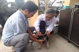 Tiêm phòng dại cho đàn chó nuôi. (Nguồn: TTXVN)