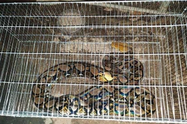 Cá thể trăn gấm quý hiếm nặng khoảng 20kg, dài 4m. (Ảnh: TTXVN)