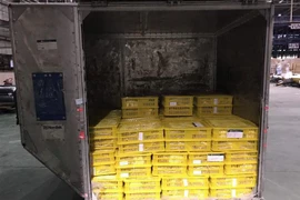 Lô nhãn chín muộn được đưa vào chiếu xạ trước khi lên đường xuất sang Australia. (Ảnh: TTXVN)