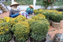 Thu hoạch cúc mâm xôi của bà con xã Tân Khánh Đông, thành phố Sa Đéc. (Ảnh: Nguyễn Văn Trí/TTXVN)