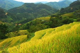 Ruộng bậc thang Hoàng Su Phì. (Ảnh: Minh Tâm/TTXVN)