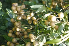 Ảnh minh họa. (Nguồn: TTXVN)