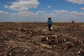 Nguyên nhân ban đầu vụ cháy có thể do người dân đốt thực bì tại các cánh rừng khiến ngọn lửa cháy lan sang cánh đồng mía. (Ảnh: Phạm Cường/TTXVN)