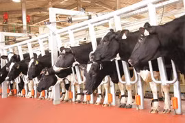 Đàn bò của TH True Milk được gắn chip theo dõi. (Ảnh: CTV)