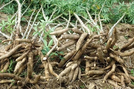 Sơn La: Một cháu bé 7 tuổi tử vong do ăn sắn cao sản sống