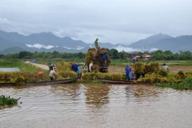 Nông dân huyện Phú Lộc thu hoạch lúa Hè Thu bị ngập nước. (Ảnh: Hồ Cầu/TTXVN)