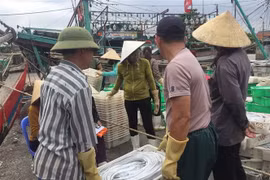 Mẻ cá hố là của tàu của NA 90000 TS, do ông Đào Ngọc Huân (xã Quỳnh Long, huyện Quỳnh Lưu) làm thuyền trưởng, có giá trị lên đến gần 1,5 tỷ đồng. (Ảnh: TTXVN)