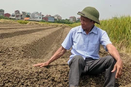 Ông Nguyễn Văn Chế vui mừng thấy sáng chế của mình đang góp phần đẩy mạnh cơ giới hoá trong sản xuất nông nghiệp trên đồng đất quê hương Nam Trung, Nam Sách. (Ảnh: Mạnh Minh/TTXVN)