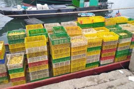 Lực lượng chức năng lập biên bản xử lý vụ vận chuyển trái phép 35.000 con vịt giống từ Trung Quốc về Việt Nam tiêu thụ. (Ảnh: TTXVN)