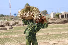 Người dân xã Thanh Hải (huyện Ninh Hải, tỉnh Ninh Thuận) thu hoạch tỏi. (Ảnh: Nguyễn Thành/ TTXVN)