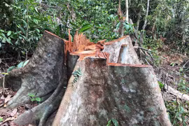 Hiện trường vụ phá rừng ở khoảnh 5, tiểu khu 781, thôn 1, xã Trà Kót. (Ảnh: Đỗ Trưởng/TTXVN)