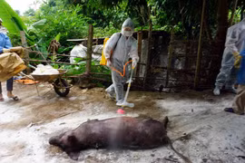 Phun tiêu độc, khử trùng lợn mắc dịch trước khi tiêu hủy. (Ảnh: Diệp Anh/TTXVN)