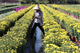 Năm nay thời tiết thuận lợi, hoa sinh trưởng và phát triển tốt, nở đúng Tết, màu sắc đẹp. (Ảnh: Hữu Chí/TTXVN)