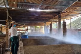 Bà Trầm Thị Hoa, xã Xà Bang, huyện Châu Đức, phun xịt chuồng trại để diệt mầm bệnh dịch tả Châu Phi sau khi gia đình phải tiêu hủy 39 con lợn nhiễm bệnh. (Ảnh: Hoàng Nhị/TTXVN)