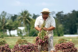 Lượng hành tím tồn đọng tại Sóc Trăng chỉ còn vài nghìn tấn