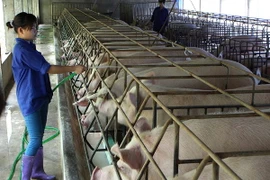 Thu hút vốn ngoại vào nông nghiệp qua mô hình đối tác công tư