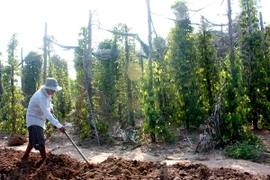 Đắk Lắk cần xử lý nghiêm đối tượng phá rừng lấy gỗ làm trụ tiêu