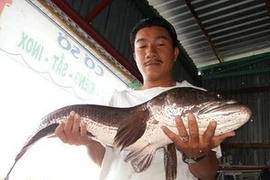 Kiên Giang: Bắt được con cá lóc gần 10 kg