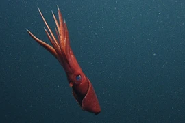 Ảnh minh họa. (Nguồn: AFP)