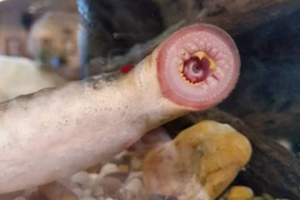 Người dân sợ hãi khi thấy cá "ma cà rồng" từ trên trời rơi xuống