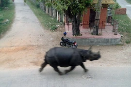 [Video] Tê giác làm loạn trên phố, húc chết một người phụ nữ