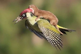 Chú chồn và chim gõ kiến tạo ra cảnh tượng đáng kinh ngạc