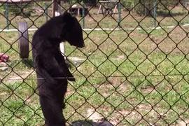 [Video] Chú gấu gây kinh ngạc bởi dáng đi giống hệt con người