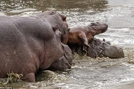 Hà mã con bị tấn công không thương tiếc. (Nguồn: Caters News Agency)