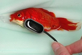 Người đàn ông chi 300 bảng để chữa bệnh táo bón cho cá vàng