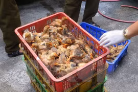 Ảnh chỉ có tính minh họa. (Ảnh: Việt Hùng/TTXVN)