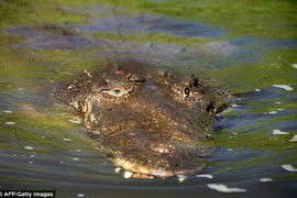 Người đàn ông mất tích bí ẩn khi bơi trong hồ có nhiều cá sấu