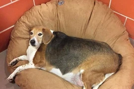 Chú chó phát phì vì ăn quá nhiều và phải di chuyển bằng xe kéo