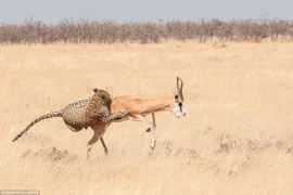 Cận cảnh màn săn linh dương nhanh như chớp của chú báo đói