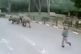 Ba con tê giác "vượt ngục" khi nhân viên bảo vệ sở thú ngủ gật