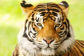 Ảnh minh họa. (Nguồn: AFP)