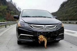 Chú chó sống sót thần kỳ dù bị xe ô tô đâm và "kéo lê" 400km