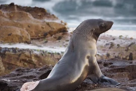 Hải cẩu không dám xuống nước sau khi bị cá mập cắn nát đuôi