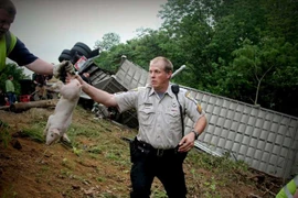 Cảnh sát bắt một con lợn còn sống để tránh gây ảnh hưởng tới giao thông. (Nguồn: Reuters)