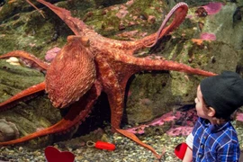 Cận cảnh màn vượt ngục bất thành của chú bạch tuộc khổng lồ