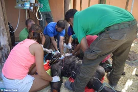 Các bác sỹ theo dõi tình hình sức khỏe của con tinh tinh Cheeta. (Nguồn: Daily Mail)