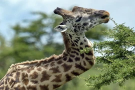 [Photo] Chú hươu cao cổ gây sửng sốt với chiếc cổ kì dị