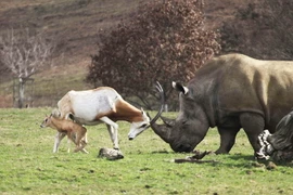 Linh dương mẹ giương sừng đối đầu với tê giác để bảo vệ con