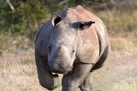 Khi đi qua một bụi rậm, Pledger bỗng thấy một con tê giác lao ra.